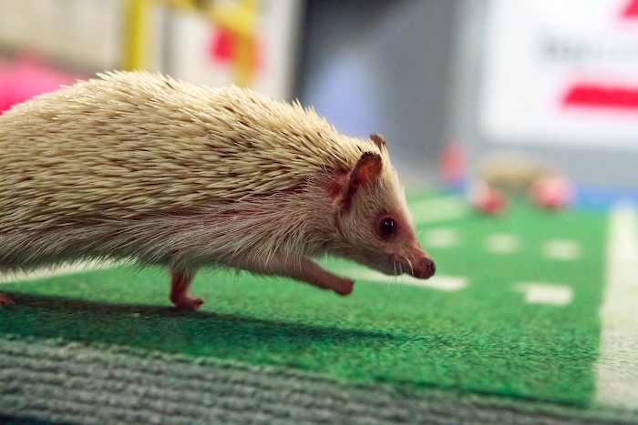 Puppy-Bowl-IX-hedgehog.jpg